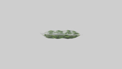 Frozen Spinach Pack Model VR / AR / low-poly
