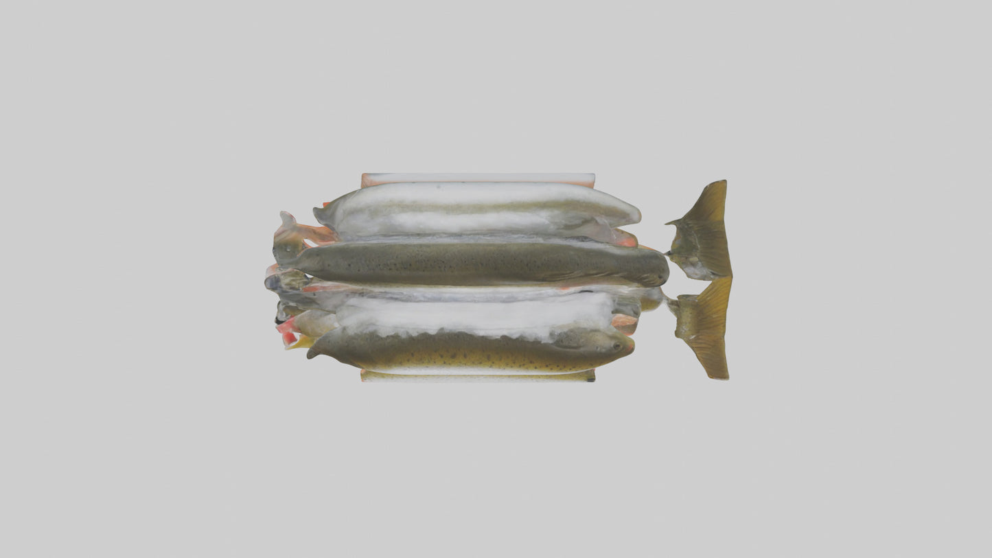 Frozen Trout Pack model VR / AR / low-poly