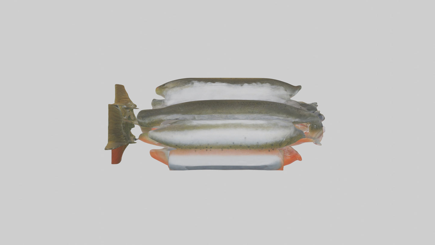 Frozen Trout Pack model VR / AR / low-poly