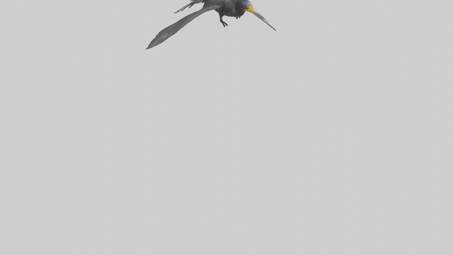 Galapagos Cormorant diving model 3D model