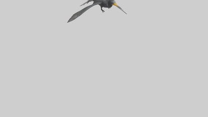Galapagos Cormorant diving model 3D model