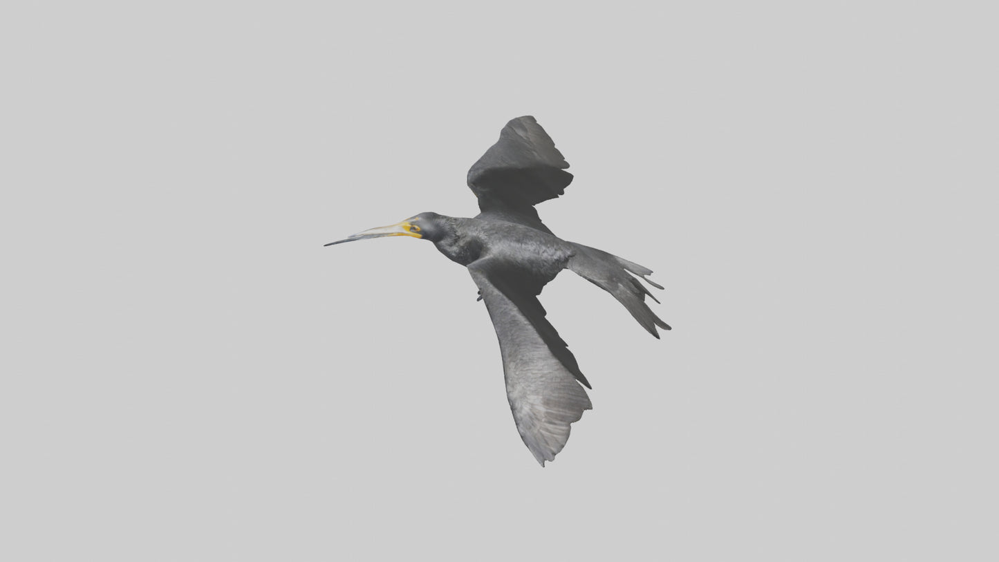Galapagos Cormorant diving model 3D model