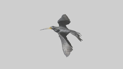 Galapagos Cormorant diving model 3D model