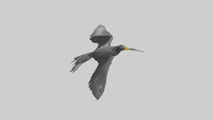 Galapagos Cormorant diving model 3D model