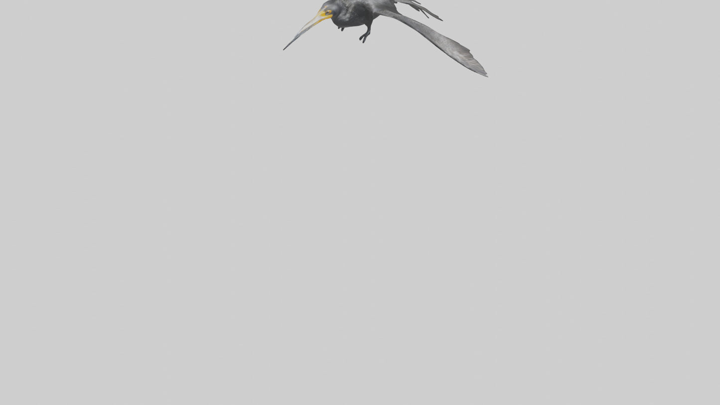 Galapagos Cormorant diving model 3D model