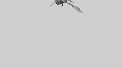 Galapagos Cormorant diving model 3D model
