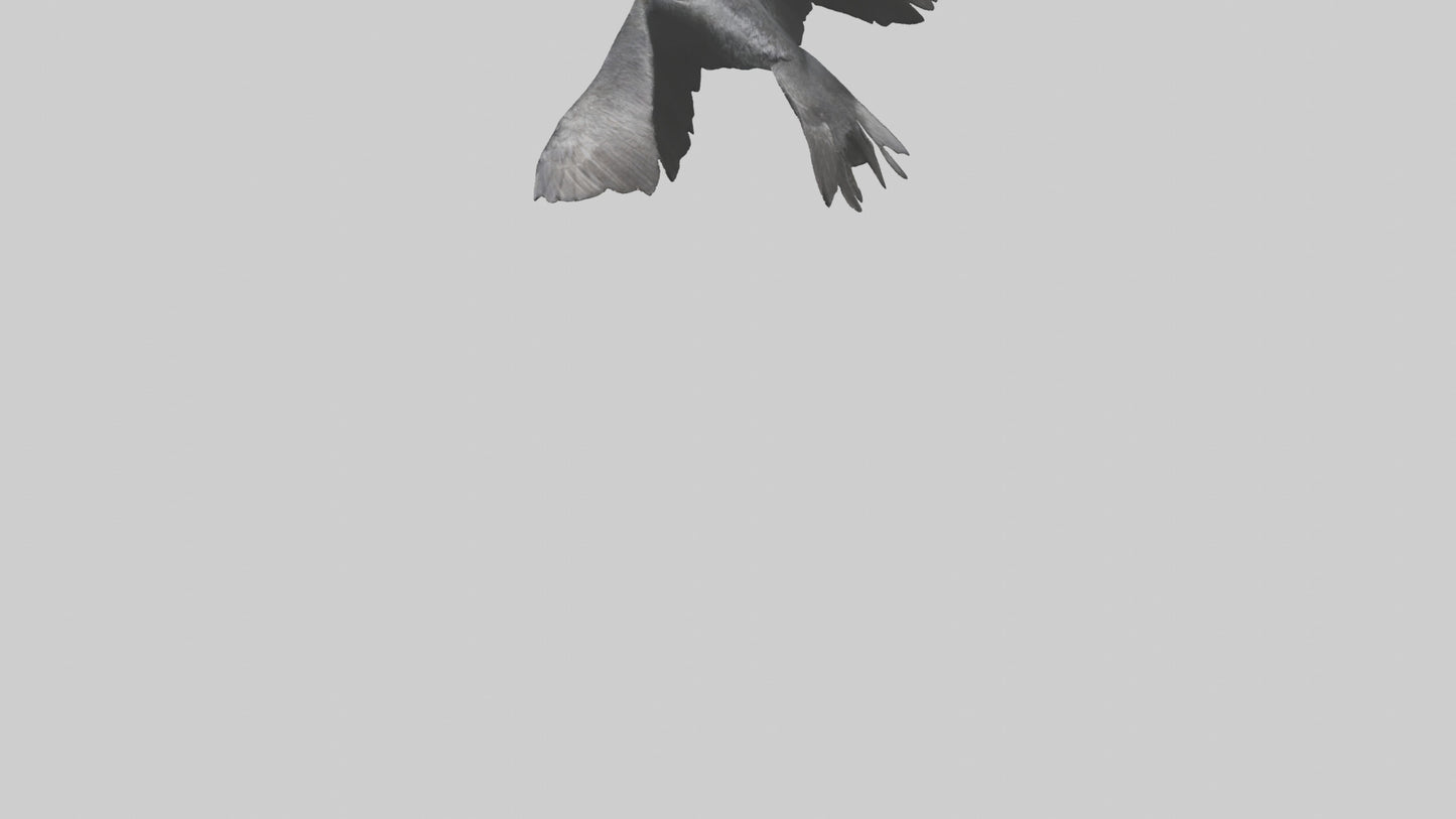 Galapagos Cormorant diving model 3D model