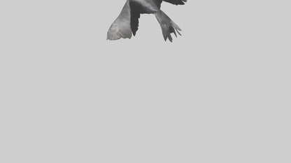 Galapagos Cormorant diving model 3D model