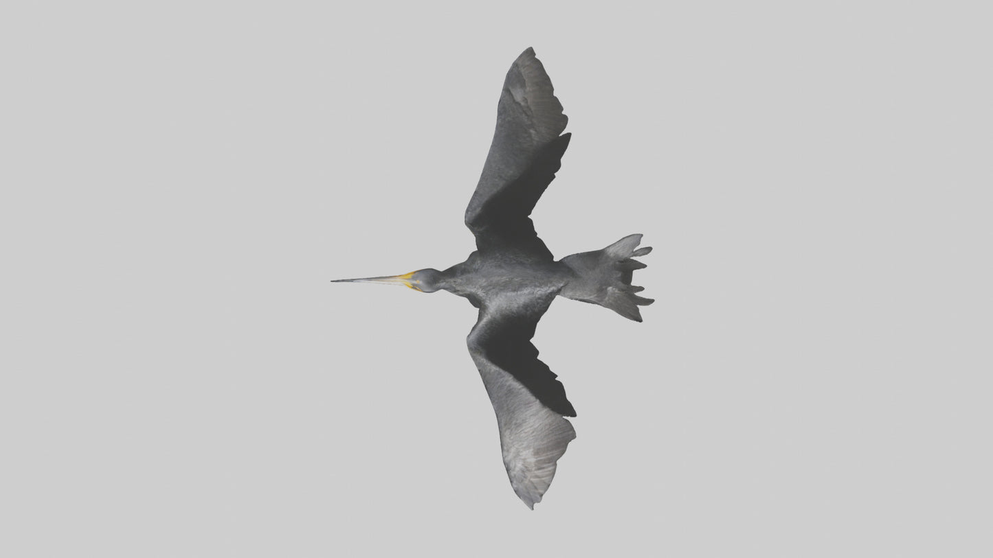 Galapagos Cormorant diving model 3D model