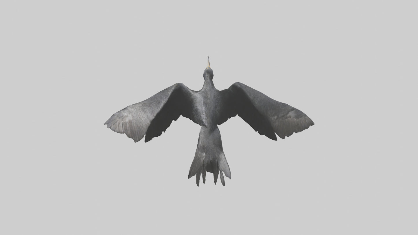 Galapagos Cormorant diving model 3D model