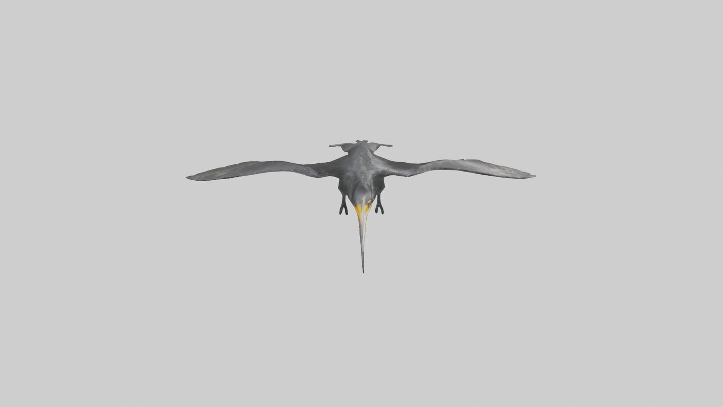 Galapagos Cormorant diving model 3D model