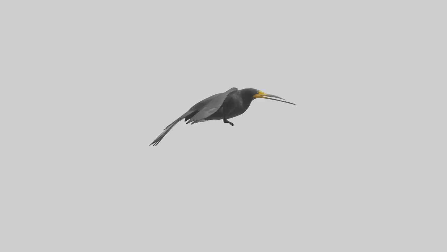 Galapagos Cormorant diving model 3D model