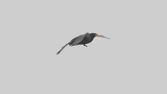 Galapagos Cormorant diving model 3D model