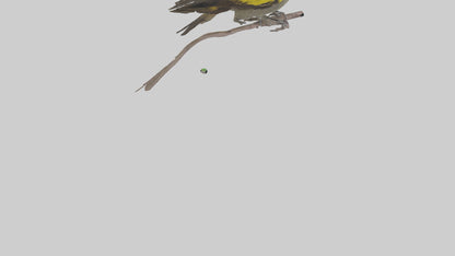Galapagos Finch perched model 3D model