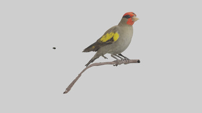 Galapagos Finch perched model 3D model