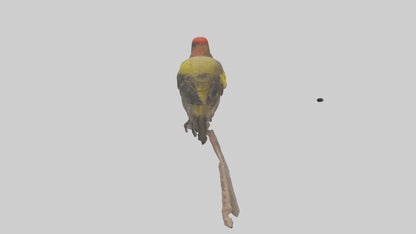 Galapagos Finch perched model 3D model