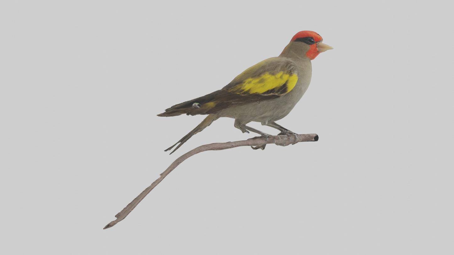Galapagos Finch perched model 3D model