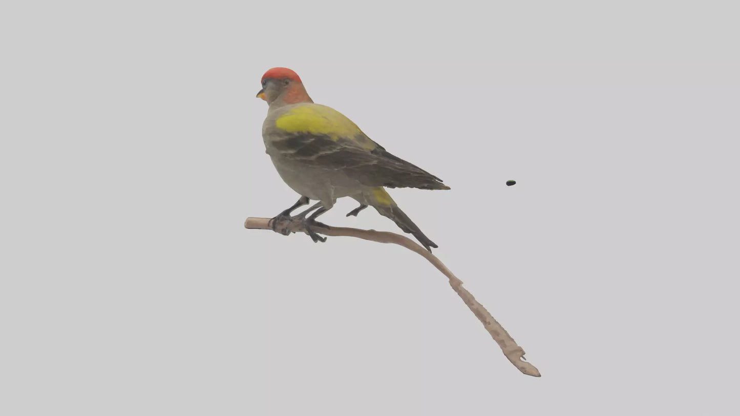 Galapagos Finch perched model 3D model