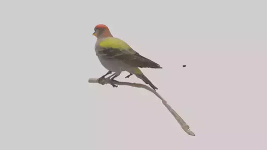 Galapagos Finch perched model 3D model