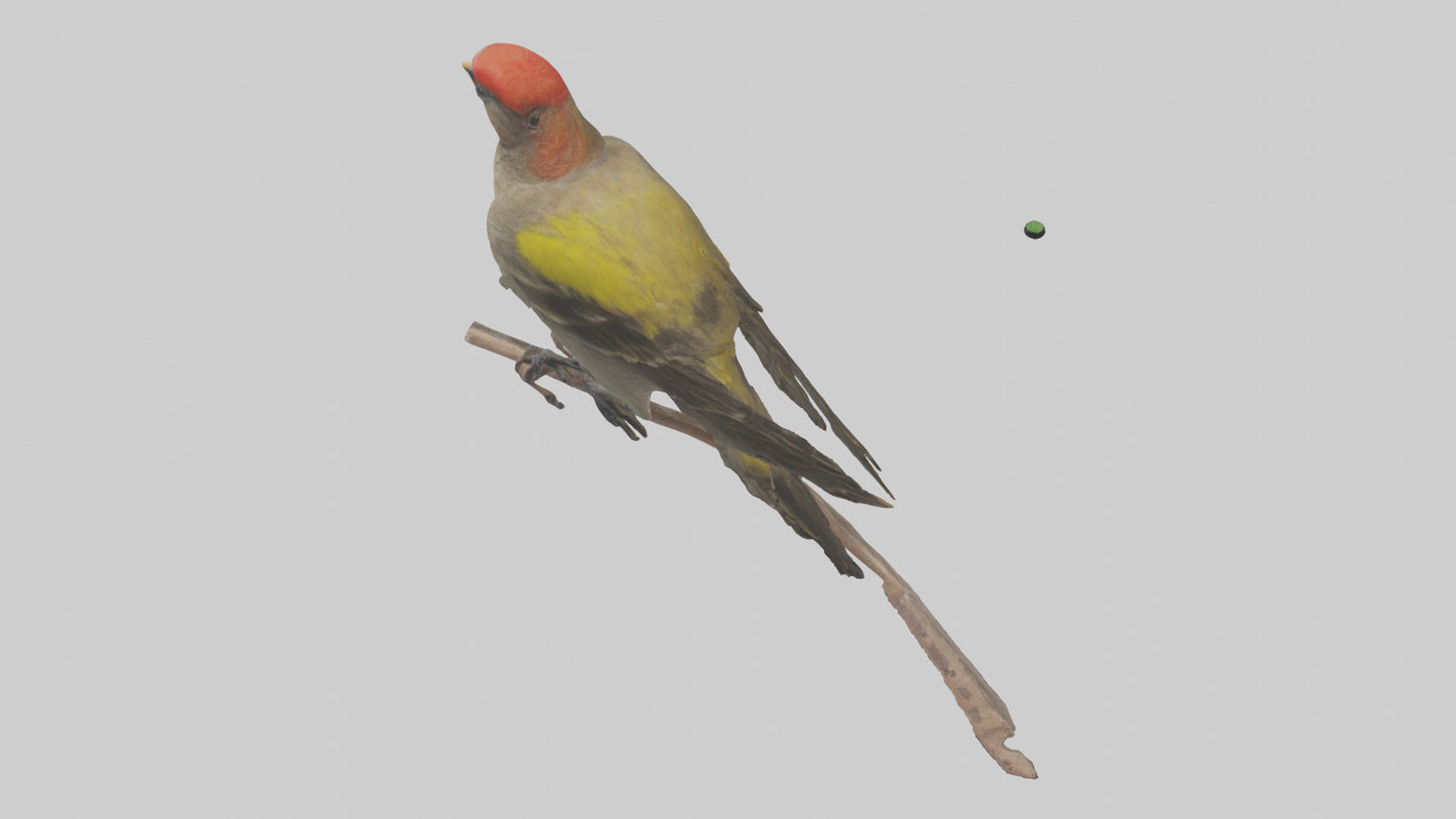 Galapagos Finch perched model 3D model
