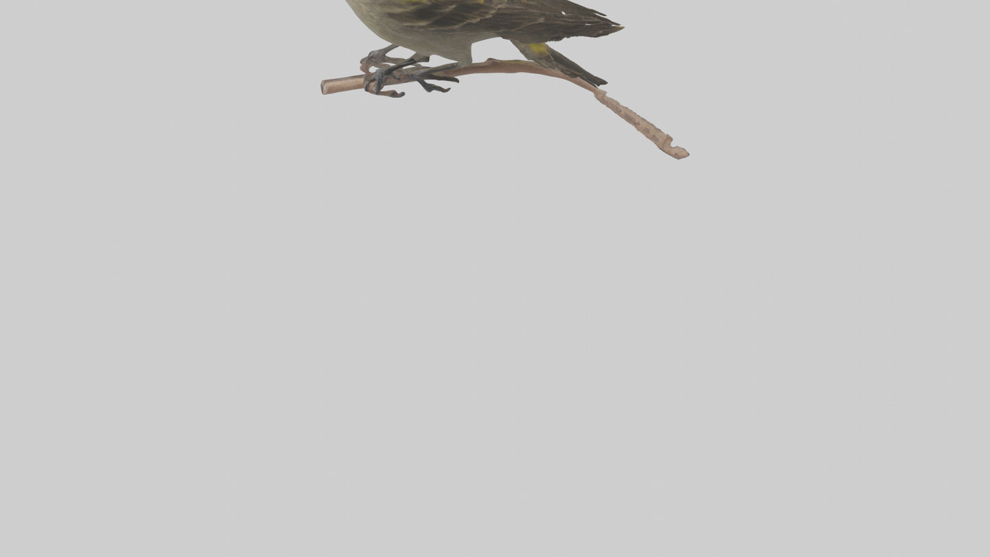 Galapagos Finch perched model 3D model