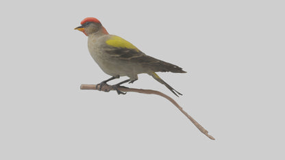 Galapagos Finch perched model 3D model