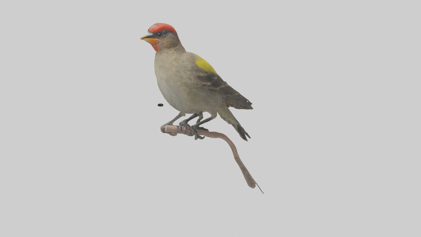 Galapagos Finch perched model 3D model