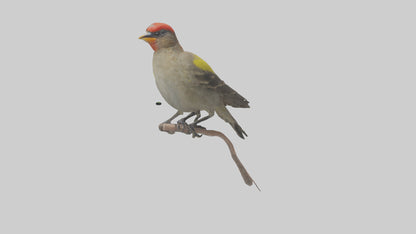 Galapagos Finch perched model 3D model