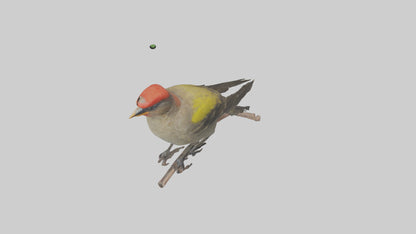 Galapagos Finch perched model 3D model