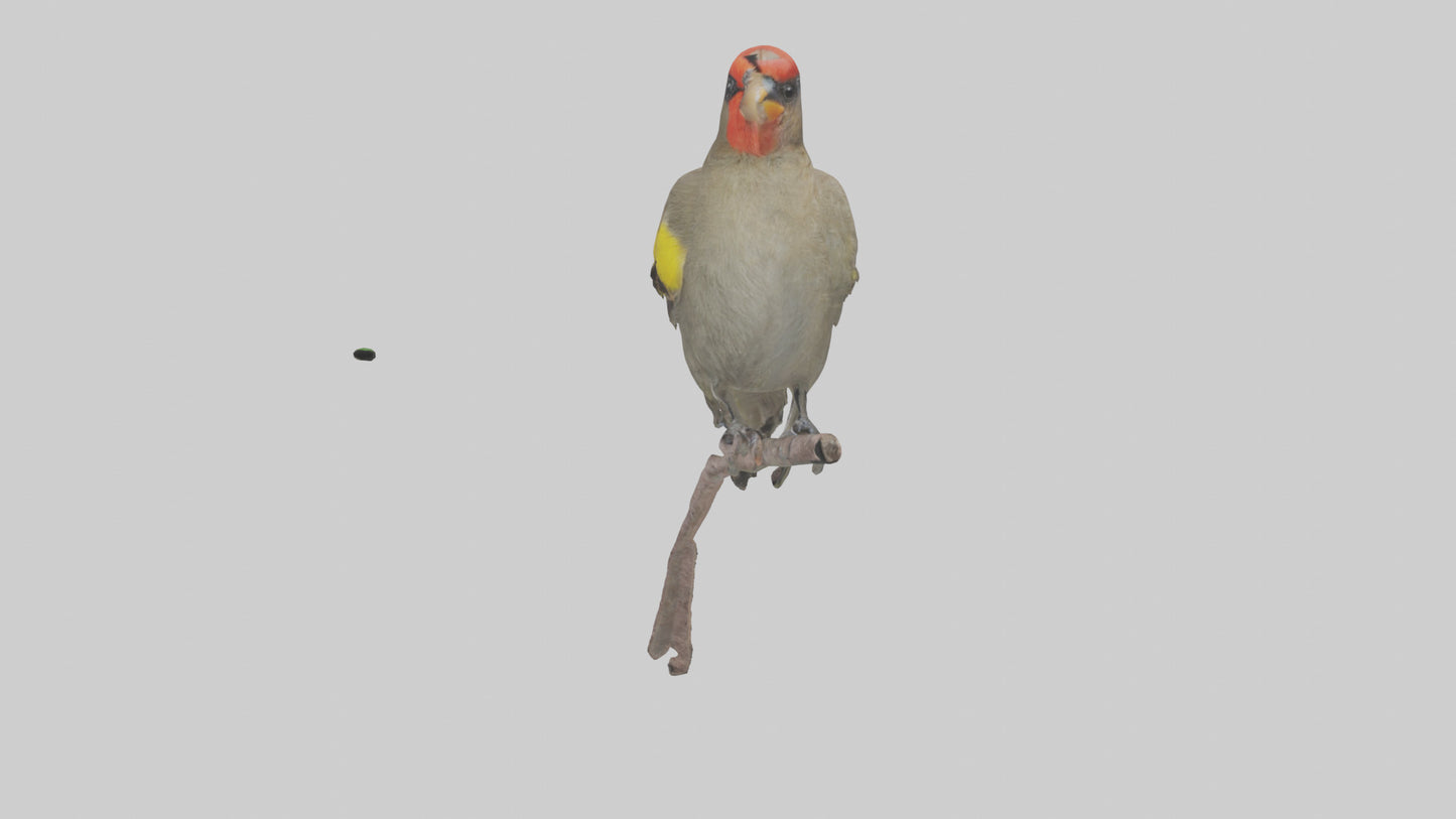 Galapagos Finch perched model 3D model