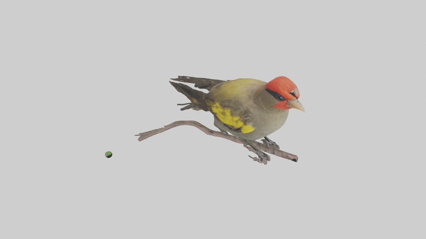 Galapagos Finch perched model 3D model
