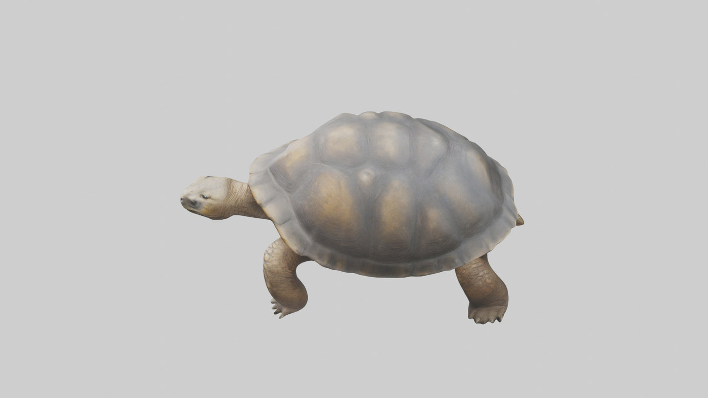 Galapagos Giant Tortoise walking model 3D model
