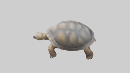 Galapagos Giant Tortoise walking model 3D model