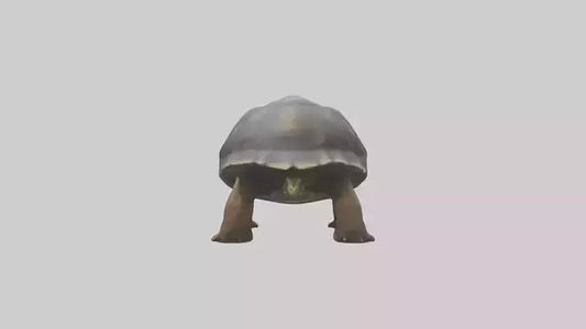Galapagos Giant Tortoise walking model 3D model