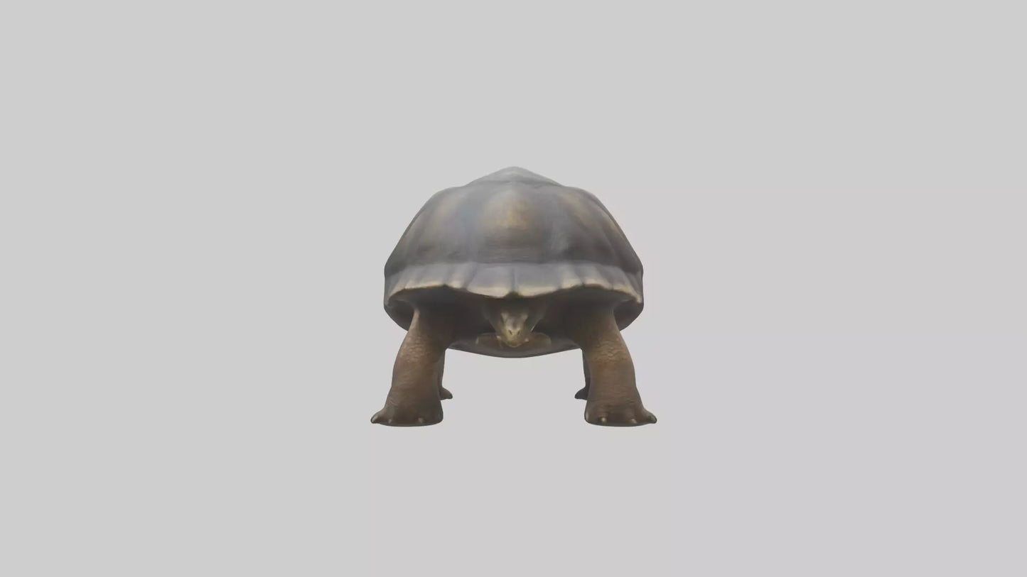Galapagos Giant Tortoise walking model 3D model