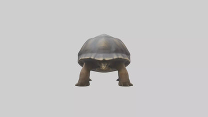 Galapagos Giant Tortoise walking model 3D model