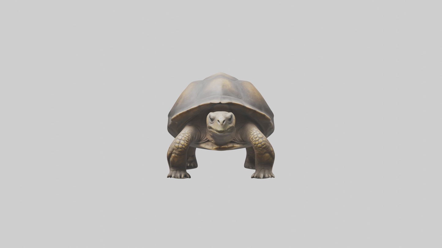 Galapagos Giant Tortoise walking model 3D model