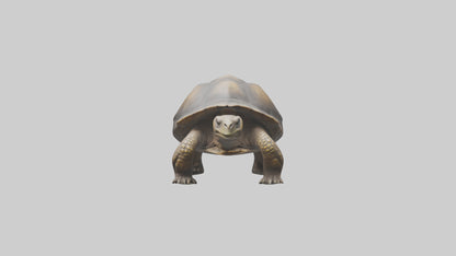 Galapagos Giant Tortoise walking model 3D model