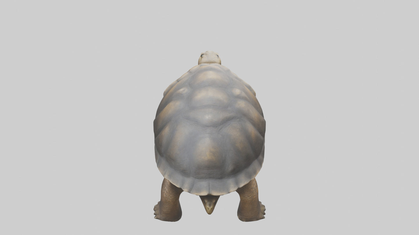 Galapagos Giant Tortoise walking model 3D model