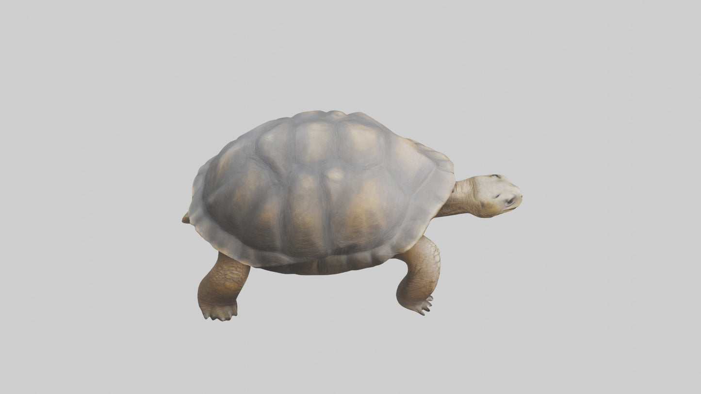 Galapagos Giant Tortoise walking model 3D model