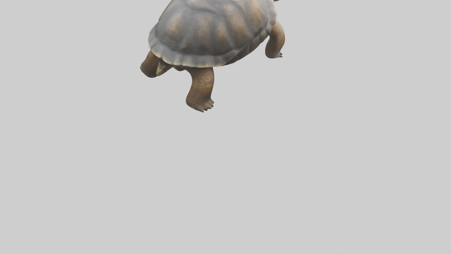 Galapagos Giant Tortoise walking model 3D model
