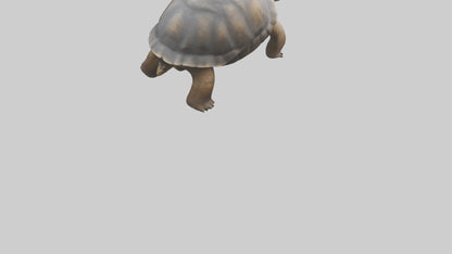 Galapagos Giant Tortoise walking model 3D model