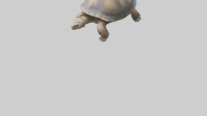 Galapagos Giant Tortoise walking model 3D model
