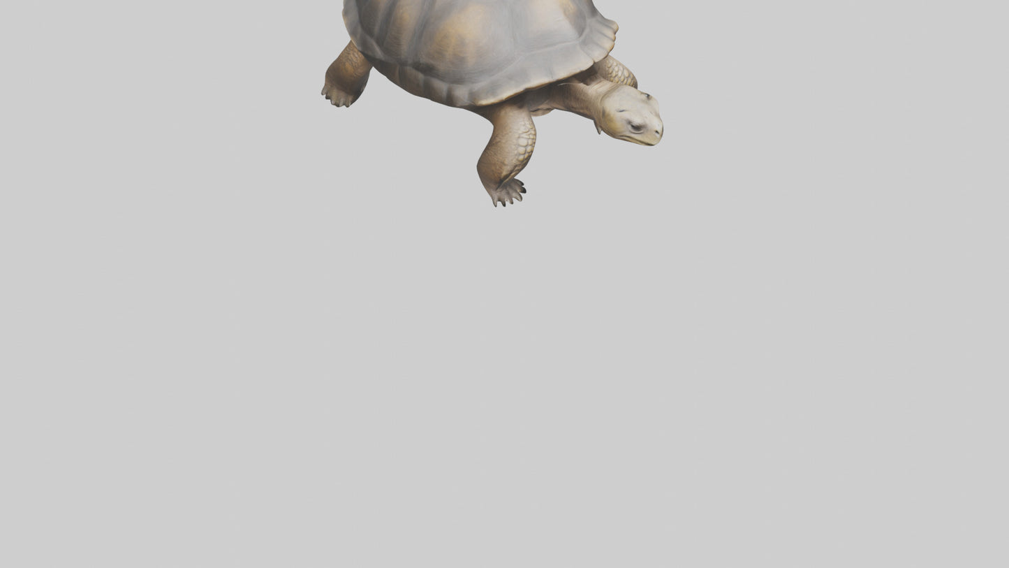 Galapagos Giant Tortoise walking model 3D model