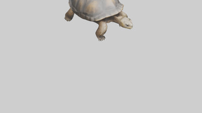 Galapagos Giant Tortoise walking model 3D model