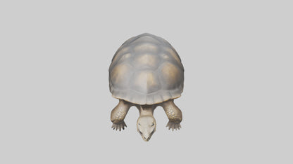 Galapagos Giant Tortoise walking model 3D model