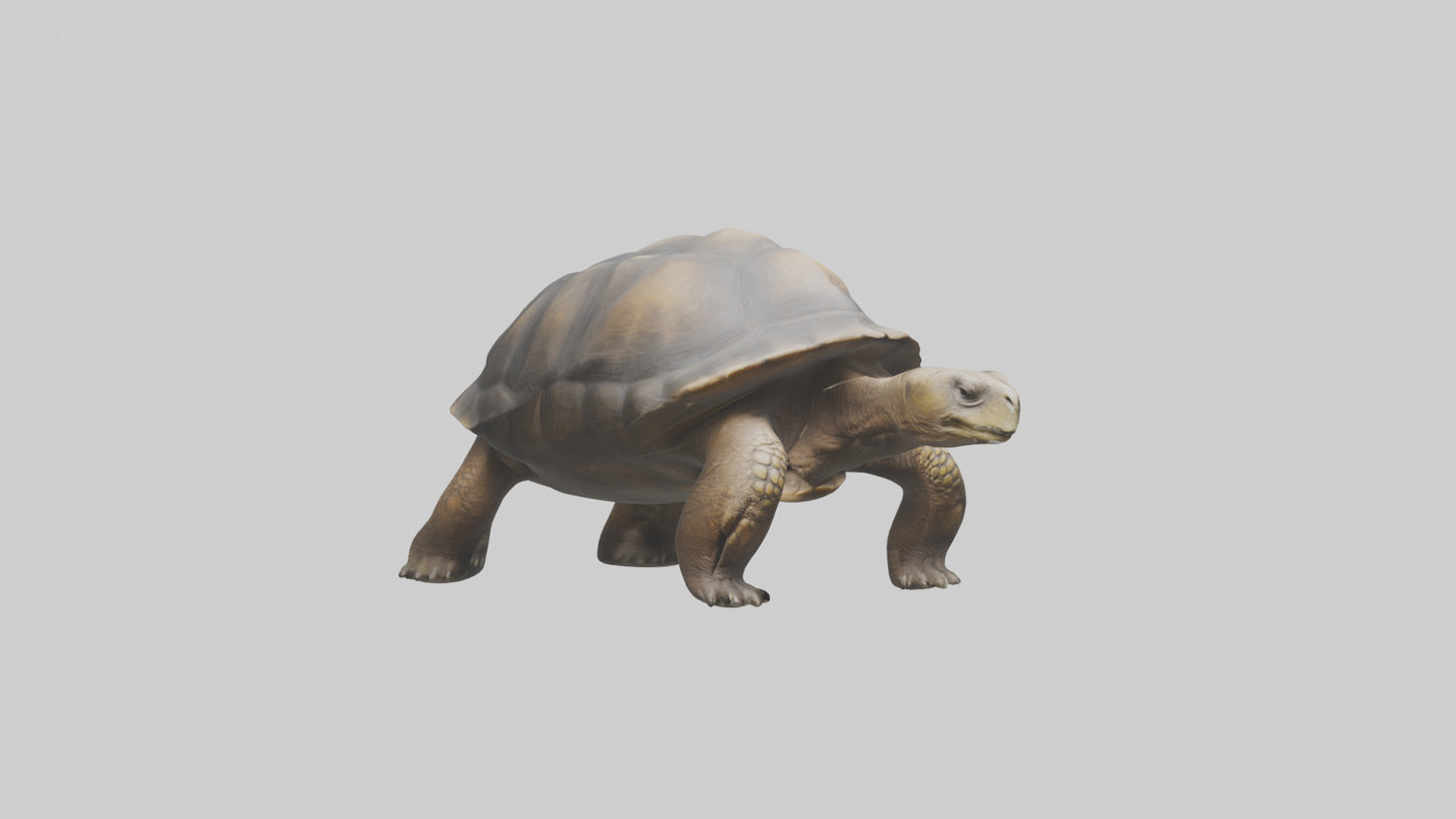 Galapagos Giant Tortoise walking model 3D model