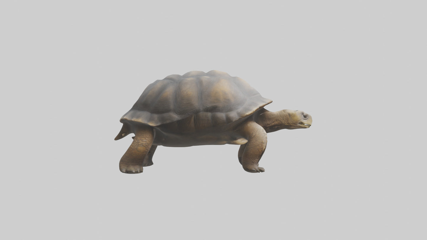 Galapagos Giant Tortoise walking model 3D model