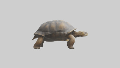 Galapagos Giant Tortoise walking model 3D model