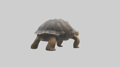 Galapagos Giant Tortoise walking model 3D model